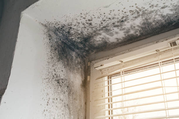 Affordable Mold Remediation solutions in Roanoke Rapids, NC